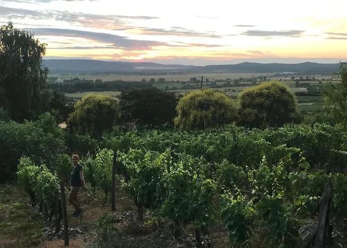 Koefal Pince * Raposka